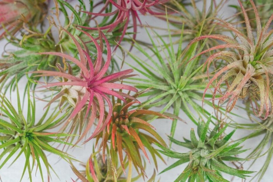 Air Plant Care