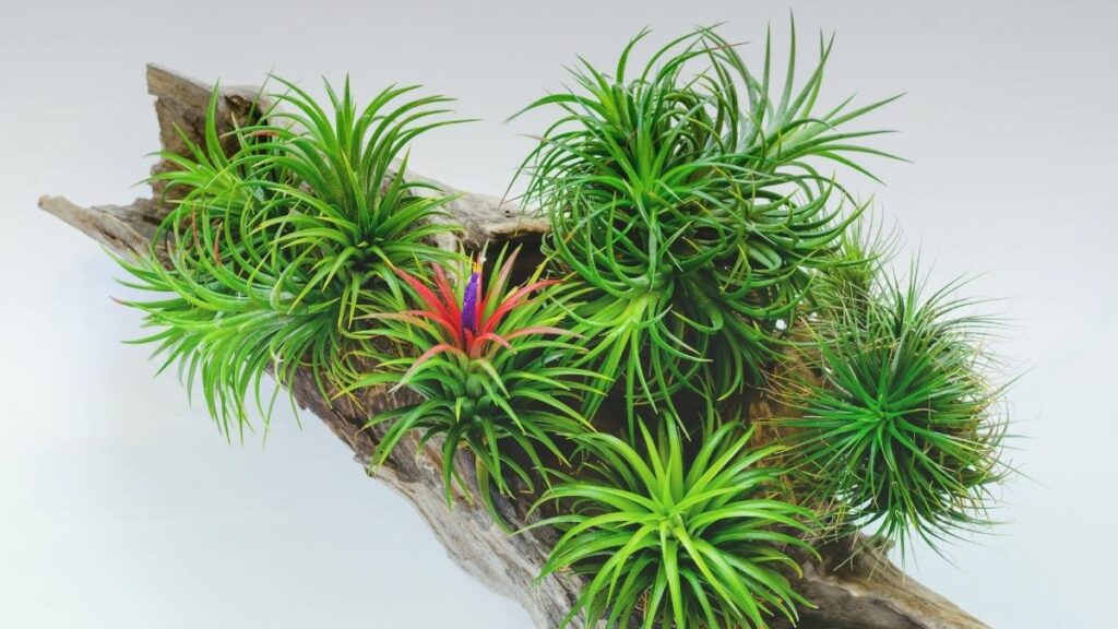 Air-Plants-for-Beginners