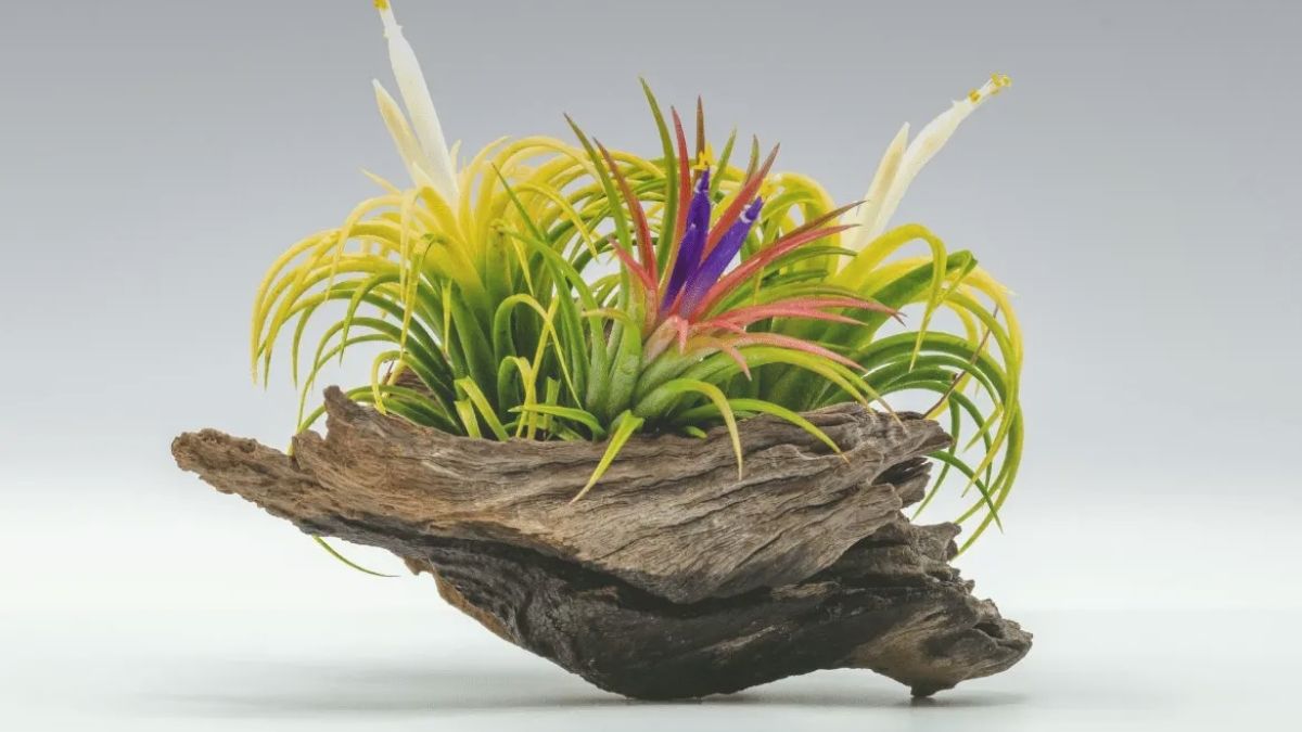 Air plant propagate