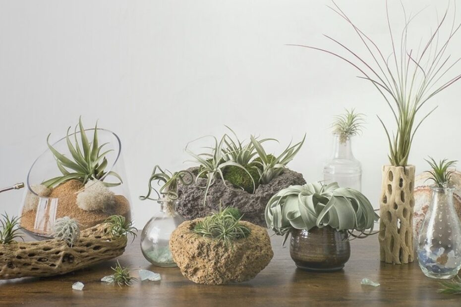 Air plant