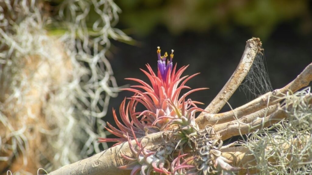 Air plant for you