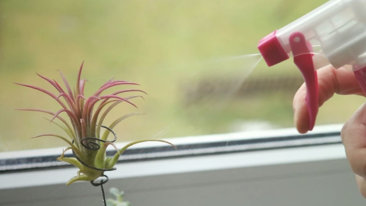 Air plant spray water