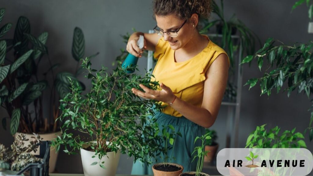 Humidity-control-for-air-plants