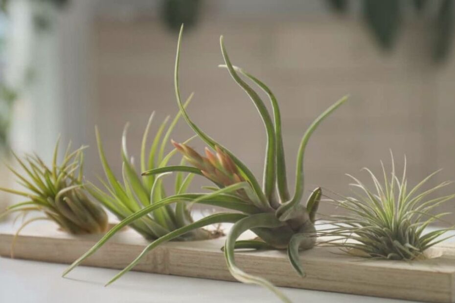 Propagating Air Plants