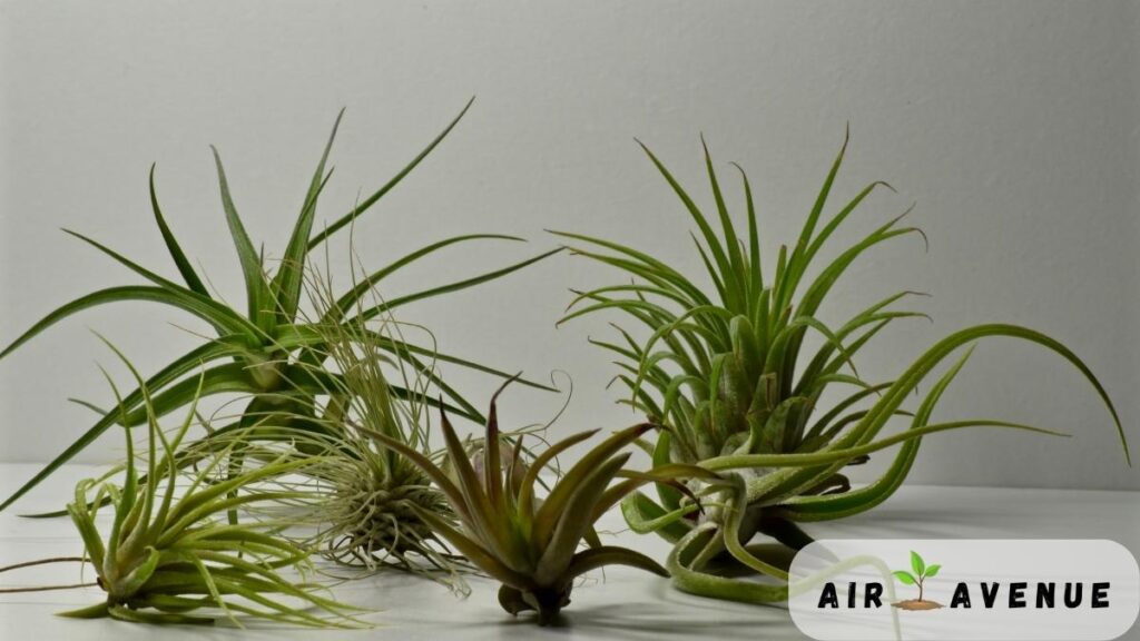 Tillandsia-and-humidity