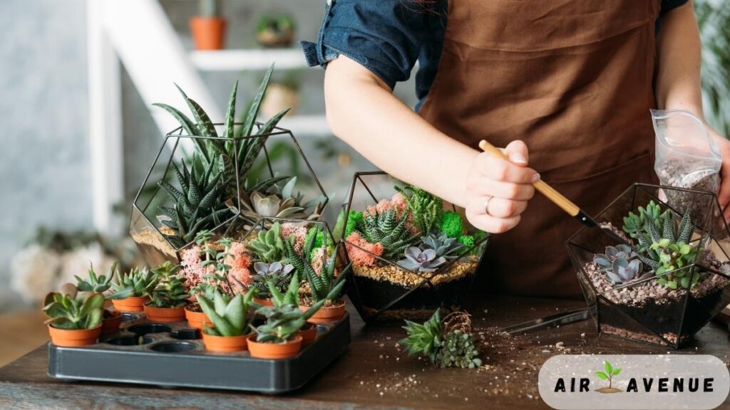 Air-plant-dish-garden