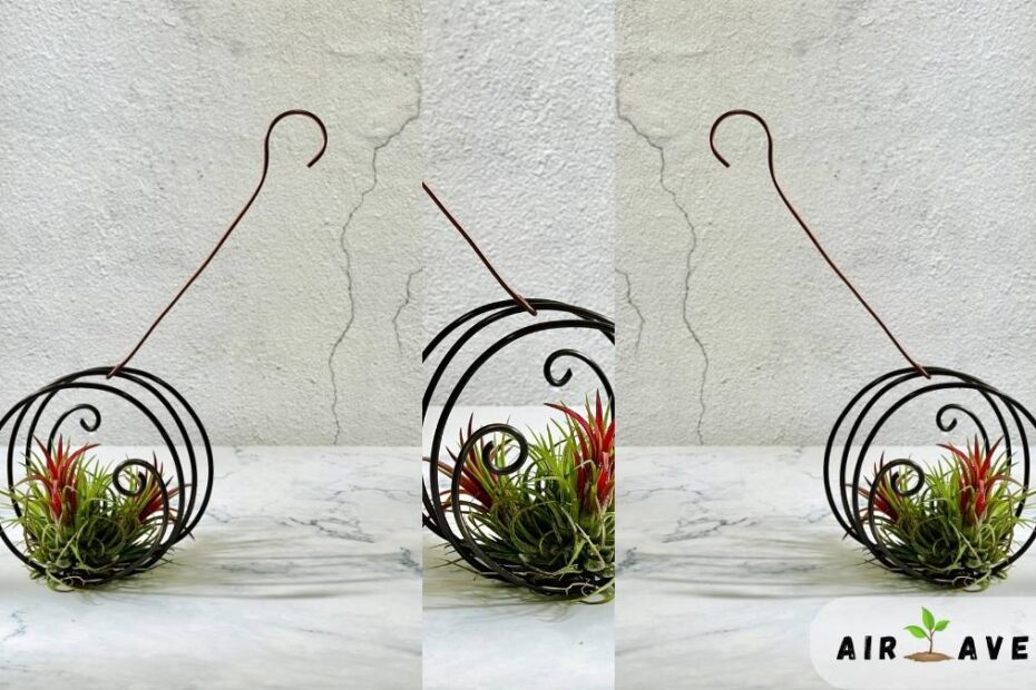 Air Plants in Wedding Decor