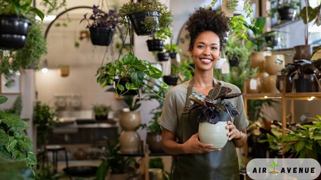 Air Plants for Small Apartments