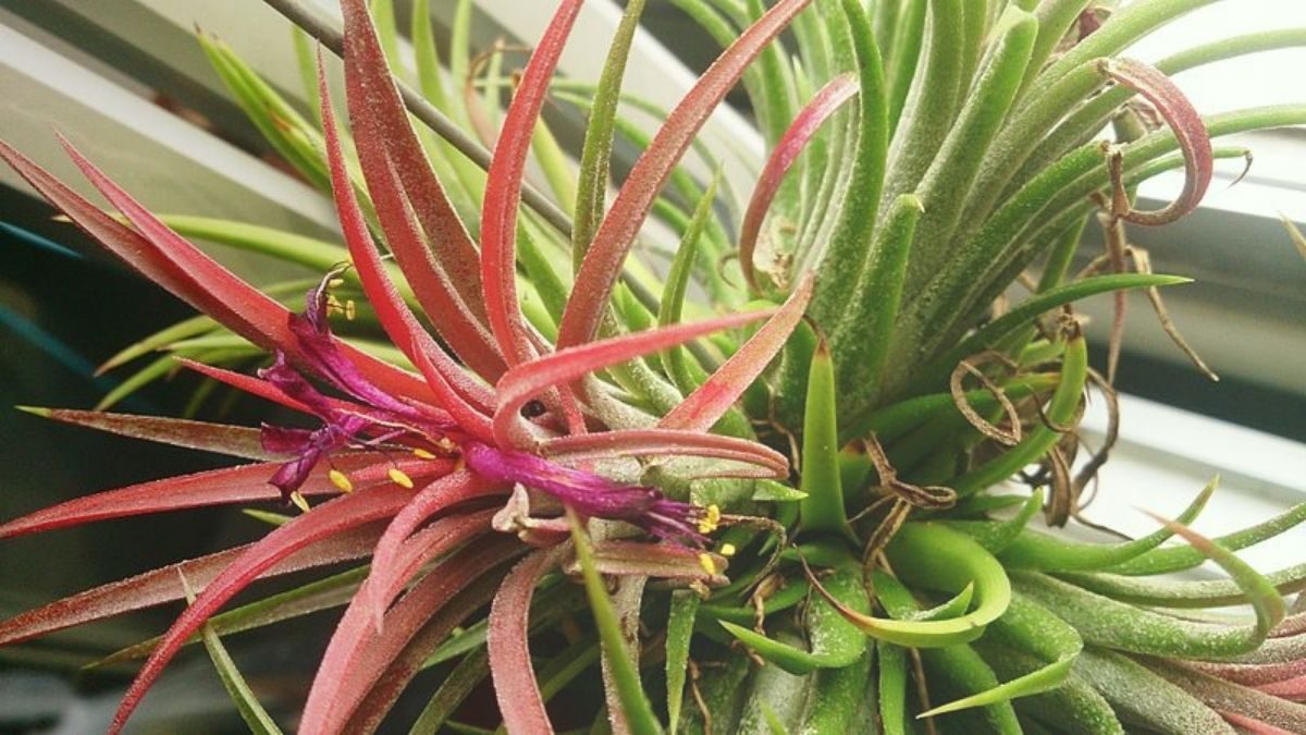 Air Plant